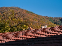 Casa Dives - Varianta Boiereasca din 1850 - alloggio in  Apuseni, Transalpina (41)