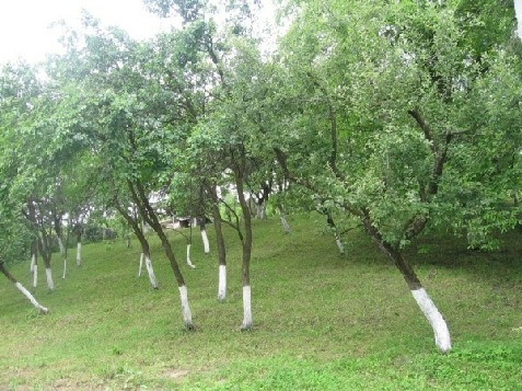 Vila Iris - alloggio in  Muntenia (Attivit&agrave; e i dintorni)