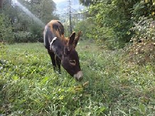 Pensiunea Catalina - cazare Vatra Dornei, Bucovina (10)