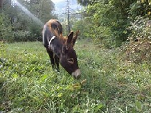 Pensiunea Catalina - cazare Vatra Dornei, Bucovina (10)