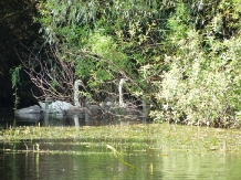 Hotel Plutitor Delta Ways - accommodation in  Danube Delta (04)