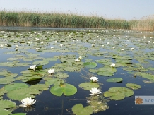 Hotel Plutitor Delta Ways - accommodation in  Danube Delta (10)