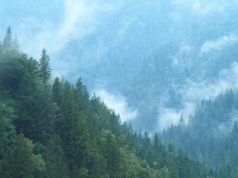 Cabana Plapumioara - alloggio in  Vatra Dornei (12)