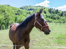 Pensiunea Doua Rauri - alloggio in  Rucar - Bran, Moeciu, Bran (16)