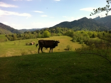 Pensiunea Doua Rauri - alloggio in  Rucar - Bran, Moeciu, Bran (21)