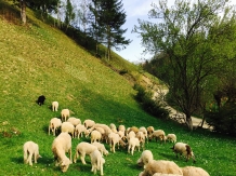 Valea Craiului - alloggio in  Rucar - Bran, Moeciu (18)