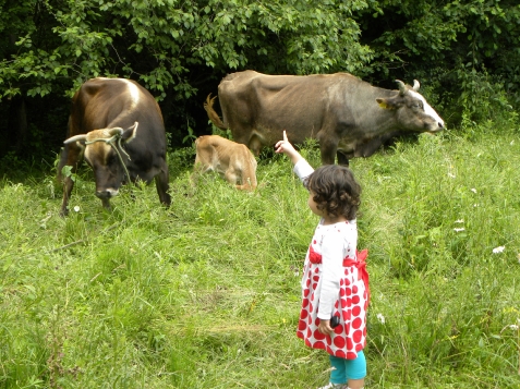 Ferma agroturistica Floare de Maces - alloggio in  Rucar - Bran, Rasnov (Attivit&agrave; e i dintorni)