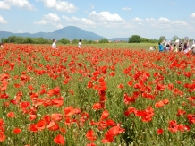 Pensiunea Cetatea Craiului - cazare Rucar - Bran, Rasnov (48)