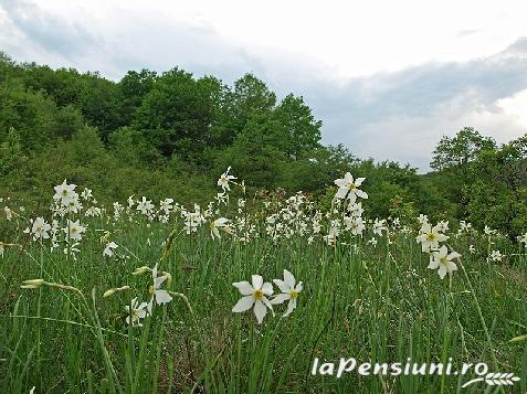 Pensiunea Colina - cazare Transilvania (Activitati si imprejurimi)