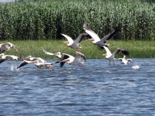 Pensiunea Aquavilla - alloggio in  Delta del Danubio (27)