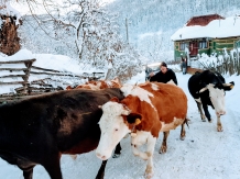 Pensiunea Casiana - alloggio in  Tara Hategului (07)