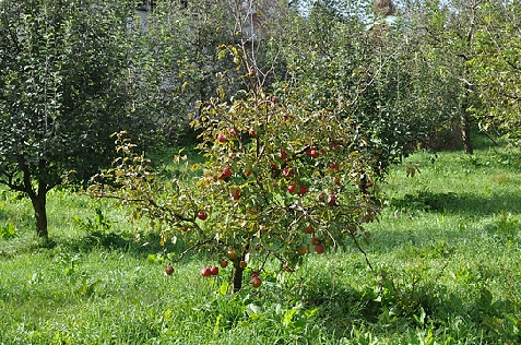 Vila Elise - cazare Muntenia (Activitati si imprejurimi) Vila Elise - cazare Muntenia (Activitati si imprejurimi)