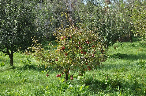 Vila Elise - alloggio in  Muntenia (Attivit&agrave; e i dintorni)