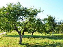 Pensiunea Marina - cazare Rucar - Bran, Moeciu, Bran (11)