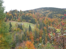 Pensiunea Larix - cazare Apuseni, Belis (24)