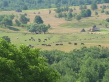 Pensiunea Crinul Alb - alloggio in  Tara Maramuresului (53)