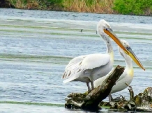 Casa Bogdan - accommodation in  Danube Delta (28)