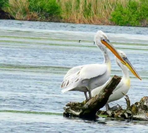 Casa Bogdan - alloggio in  Delta del Danubio (Attivit&agrave; e i dintorni)