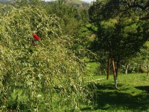 Casa Tabacaru - cazare Rucar - Bran, Moeciu (27)