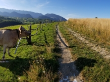 Casa Tabacaru - accommodation in  Rucar - Bran, Moeciu (76)