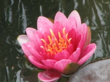 Pensiunea Terra Rosa - cazare Nordul Olteniei (19)