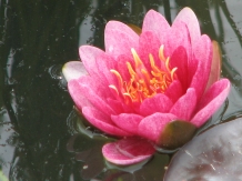 Pensiunea Terra Rosa - cazare Nordul Olteniei (20)