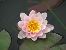 Pensiunea Terra Rosa - cazare Nordul Olteniei (21)