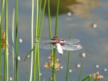 Pensiunea Terra Rosa - cazare Nordul Olteniei (22)