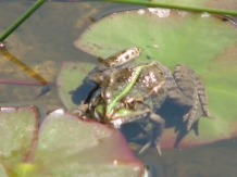 Pensiunea Terra Rosa - cazare Nordul Olteniei (24)