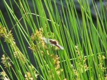 Pensiunea Terra Rosa - cazare Nordul Olteniei (25)