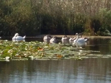 Camping Casuta Mihaela - alloggio in  Delta del Danubio (36)