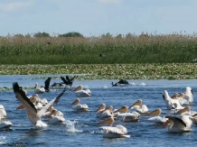 Camping Casuta Mihaela - alloggio in  Delta del Danubio (38)