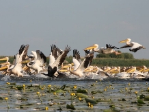 Camping Casuta Mihaela - alloggio in  Delta del Danubio (39)