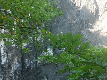 Pensiunea Lacul Zanelor - alloggio in  Valea Buzaului (50)