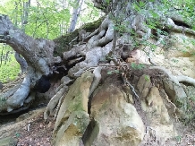 Pensiunea Lacul Zanelor - alloggio in  Valea Buzaului (138)