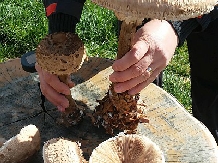 Pensiunea Lacul Zanelor - alloggio in  Valea Buzaului (152)