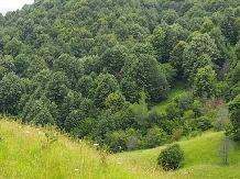 Pensiunea Lacul Zanelor - accommodation in  Buzau Valley (180)