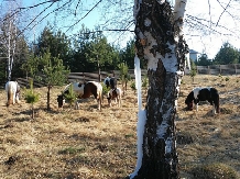 Pensiunea Lacul Zanelor - alloggio in  Valea Buzaului (244)