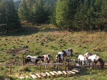 Pensiunea Lacul Zanelor - alloggio in  Valea Buzaului (249)