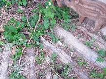 Casa Mistretilor - alloggio in  Rucar - Bran, Rasnov (21)