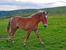 Pensiunea Cheile Apusenilor - alloggio in  Apuseni (26)