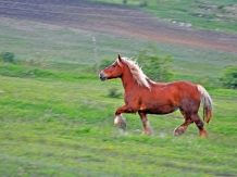 Pensiunea Cheile Apusenilor - alloggio in  Apuseni (28)