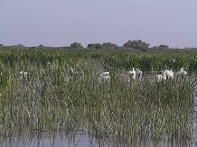 Casa Verde Delta - alloggio in  Delta del Danubio (17)