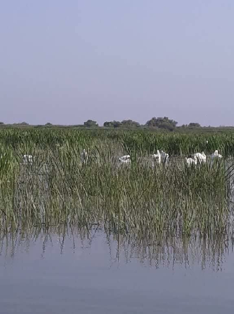 Casa Verde Delta - cazare Delta Dunarii (Activitati si imprejurimi)
