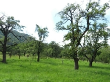 Casa Dobrescu - cazare Rucar - Bran, Moeciu, Bran (08)