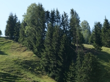 Casa Teo Andreea - alloggio in  Vatra Dornei, Bucovina (38)