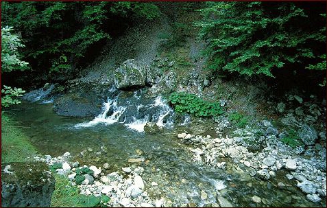 Casa Runcu - accommodation in North Oltenia (Surrounding) Casa Runcu - accommodation in North Oltenia (Surrounding)