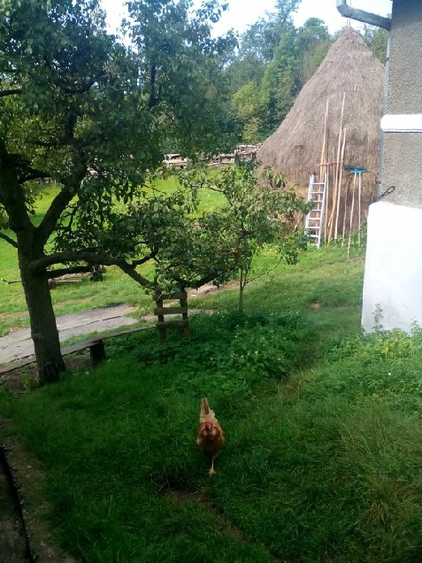 Mountain Sanctuary - alloggio in  Apuseni, Tara Motilor (Attivit&agrave; e i dintorni)