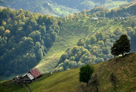 Cabana Basmelor La Ciubar - accommodation in  Sibiu Surroundings (Surrounding)