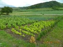 Pensiunea Alexia - cazare Bistrita (04)